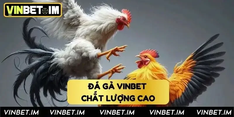 Đá gà Vinbet chất lượng cao Đá gà Vinbet chất lượng cao